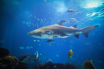 Sand tiger shark Carcharias taurus, gray nurse shark, spotted ragged-tooth shark with school of horse eye jack underwater in sea - 765085733
