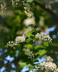 bird cherry