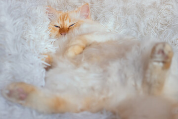 Fluffy white cat relaxing belly up on a fluffy white blanket