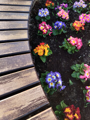 Multi-colored Primrose flowers in a wooden frame, top view