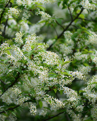 bird cherry branches