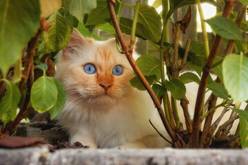 Birman cat sitting under plants, the face framed by leaves