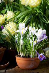 First spring flowers in greenhouse - hyacinths, tulips, crocuses, primroses in pots, selective focus