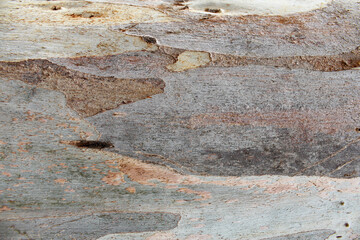 old wood texture, natural wood background.