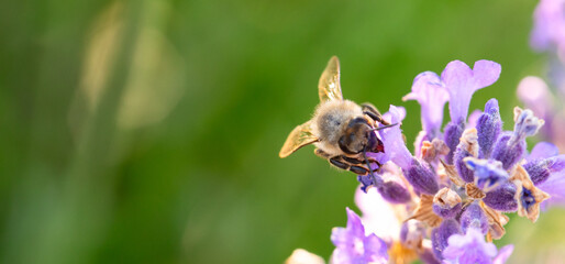 Lavender Buzz: Bee Enjoying Fragrant Blooms