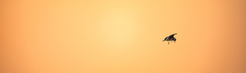 Evening Elegance: Bird Silhouette on Sunset Background