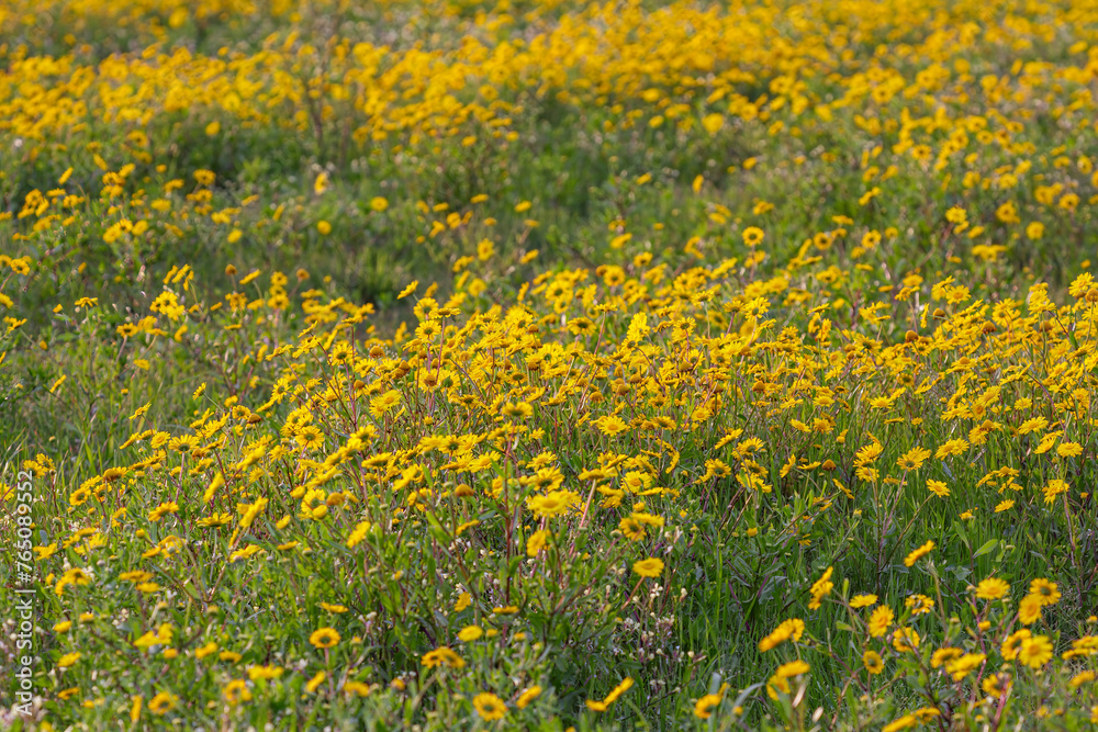 Canvas Prints spring yellow flower carpet