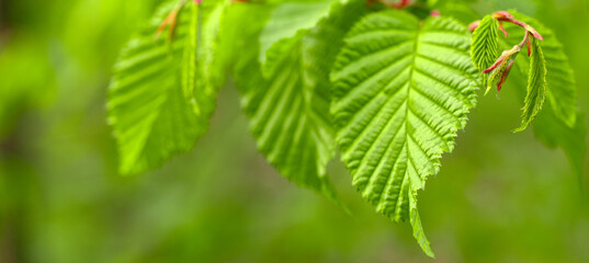 Leafy Delight: Lush Young Hornbeam Leaves in Natural Setting