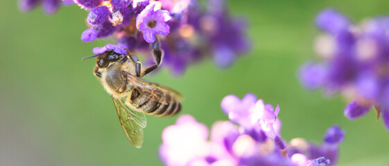 Lavender Elegance: Bee Admiring the Blossoms