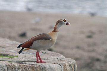 Beautiful egyptian goose