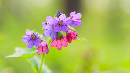 Fragrant Blossoms: Delicate Honeysuckle Flowers in Bloom