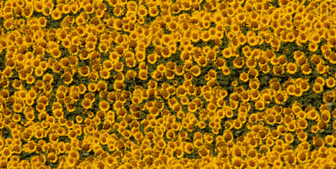 Fields of Sunshine: Radiant Sunflowers Stretching Far and Wide