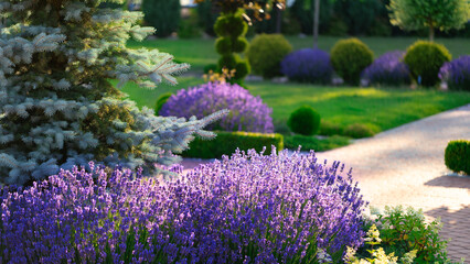 Obraz premium Lavender Enchantment: Garden Bed Enveloped in Lavender Blooms