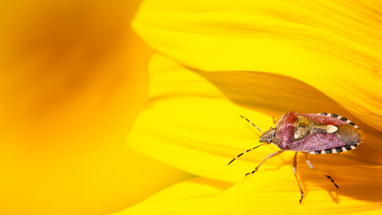 Bug's Paradise: Insect on Sunflower Bloom