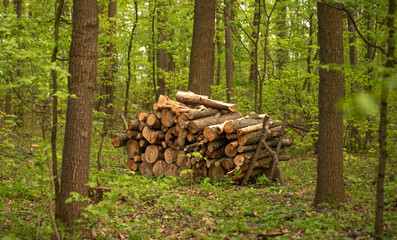 Forest Wealth: Piles of Harvested Firewood Ready for Winter
