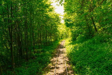 Fototapeta na wymiar Tracks Through the Woods: Exploring the Railway in Summer
