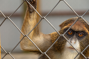 Encounters with the De Brazza Monkey: A Zoo Experience © maykal