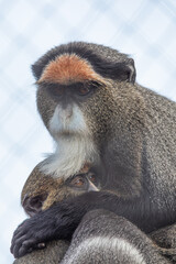 Buddies: De Brazza Monkey and Its Little Monkey Friend