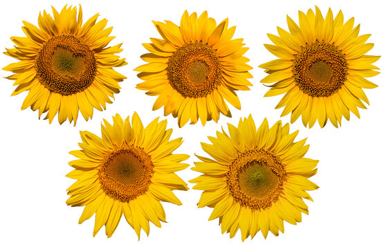 Blue Horizon Sunflowers: Quintet of Cheerful Blooms