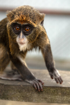 Introducing the Enigmatic Brazza's Monkey