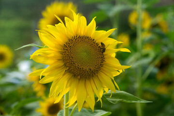 Fototapeta premium Close-up of the sunflower