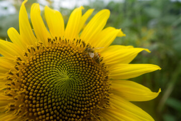 Close-up of the sunflower
