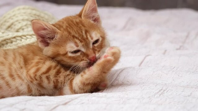Cute striped red kitten licking its paw on bed. Funny cat at home