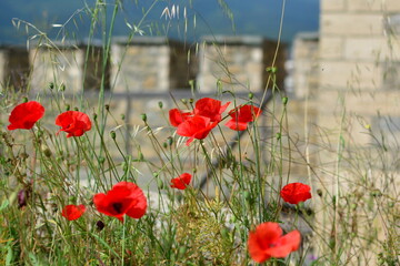 poppies in the field