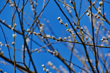 Willow twigs with fluffy ones against the blue sky