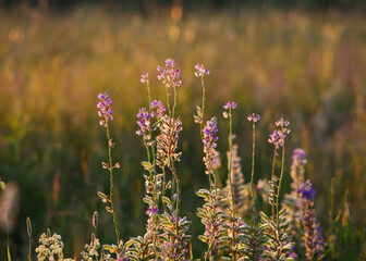 Obraz premium flowers in the field