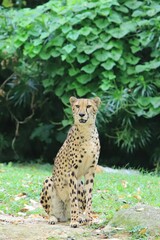 Sitting Cheetah 