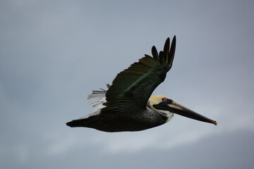 black pelican