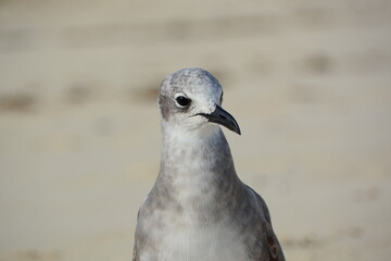 close up of a seagull