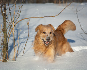 golden retriever running in the snow