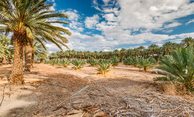 Different date palm trees, plantation, desert agriculture in the Middle East
