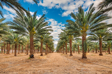 Plantations of date palms for healthy food production. Date palm is iconic ancient plant and famous food crop in the Middle East and North Africa, it has been cultivated for 5000 years

