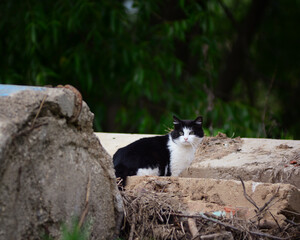 a cat on a concrete slab