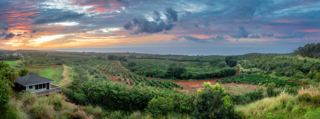 Sunrise over a coffee plantation on the island of Kauai. Beautiful morning light streams over the coffee plants in this prime area for growing the beans.  Kauai produced 10.45 million pounds of beans. - 765100991