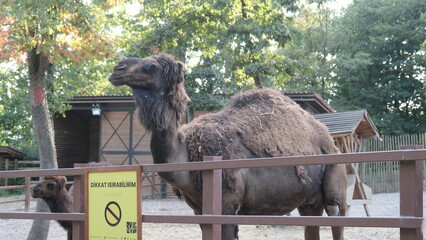 Camels