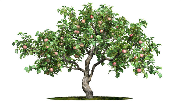 Apfelbaum mit &Auml;pfeln isoliert auf wei&szlig;en Hintergrund, Freisteller