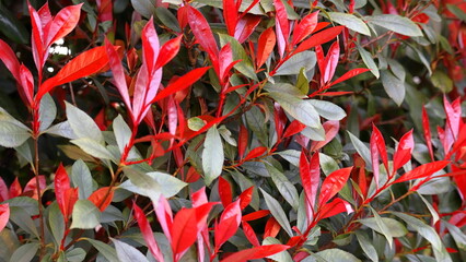 Photinia Red Robin. Fotinia