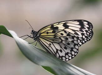 Weiße Baumnymphe - Paper kite butterfly