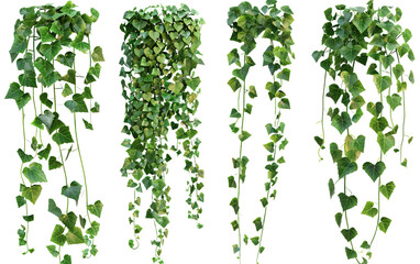 Set of cutout dichondra creeper plant and vines on white background,png
