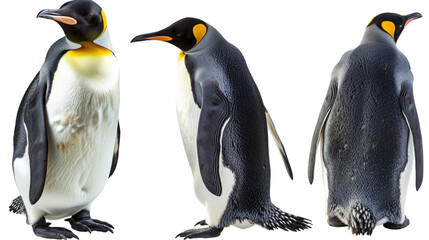 Obraz premium Emperor penguin collection (lying, standing, portrait) isolated on a white background, animal bundle. With clipping path