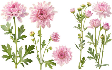 Fototapeta na wymiar Set collection of delicate pink chrysanthemum on white background,png