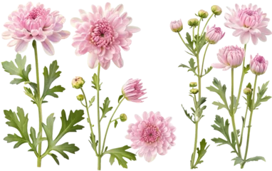 Schilderijen op glas Set collection of delicate pink chrysanthemum on white background,png © Uday