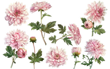 Set collection of delicate pink chrysanthemum on white background,png - obrazy, fototapety, plakaty