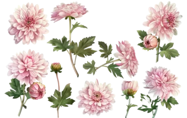 Meubelstickers Set collection of delicate pink chrysanthemum on white background,png © Uday