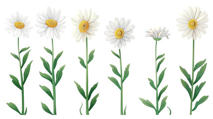 Fototapeta na wymiar Set of daisy flower isolated on white background. With clipping path