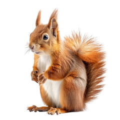 Sitting red squirrel isolated on a white background. With clipping path